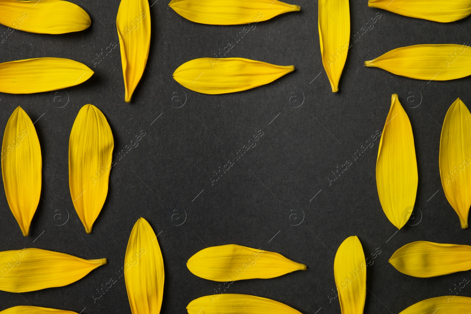 Photo of Fresh yellow sunflower petals on black background, flat lay. Space for text