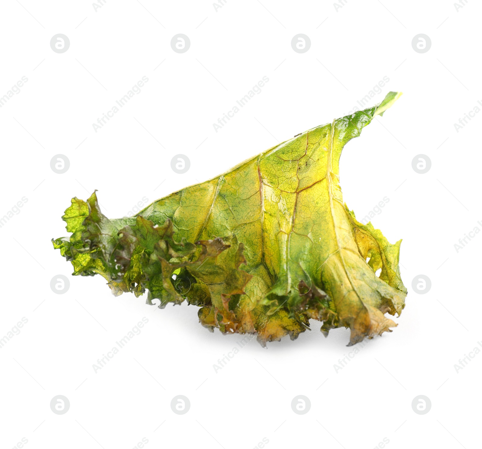 Photo of Tasty baked kale chip isolated on white