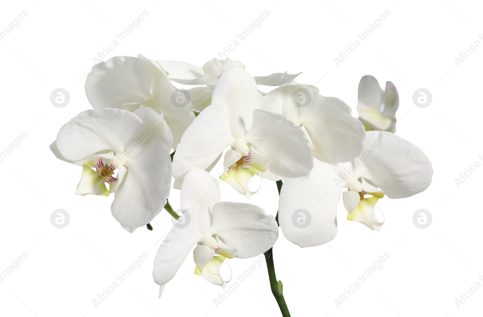 Photo of Branch with beautiful orchid flowers isolated on white