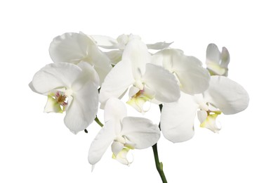 Branch with beautiful orchid flowers isolated on white