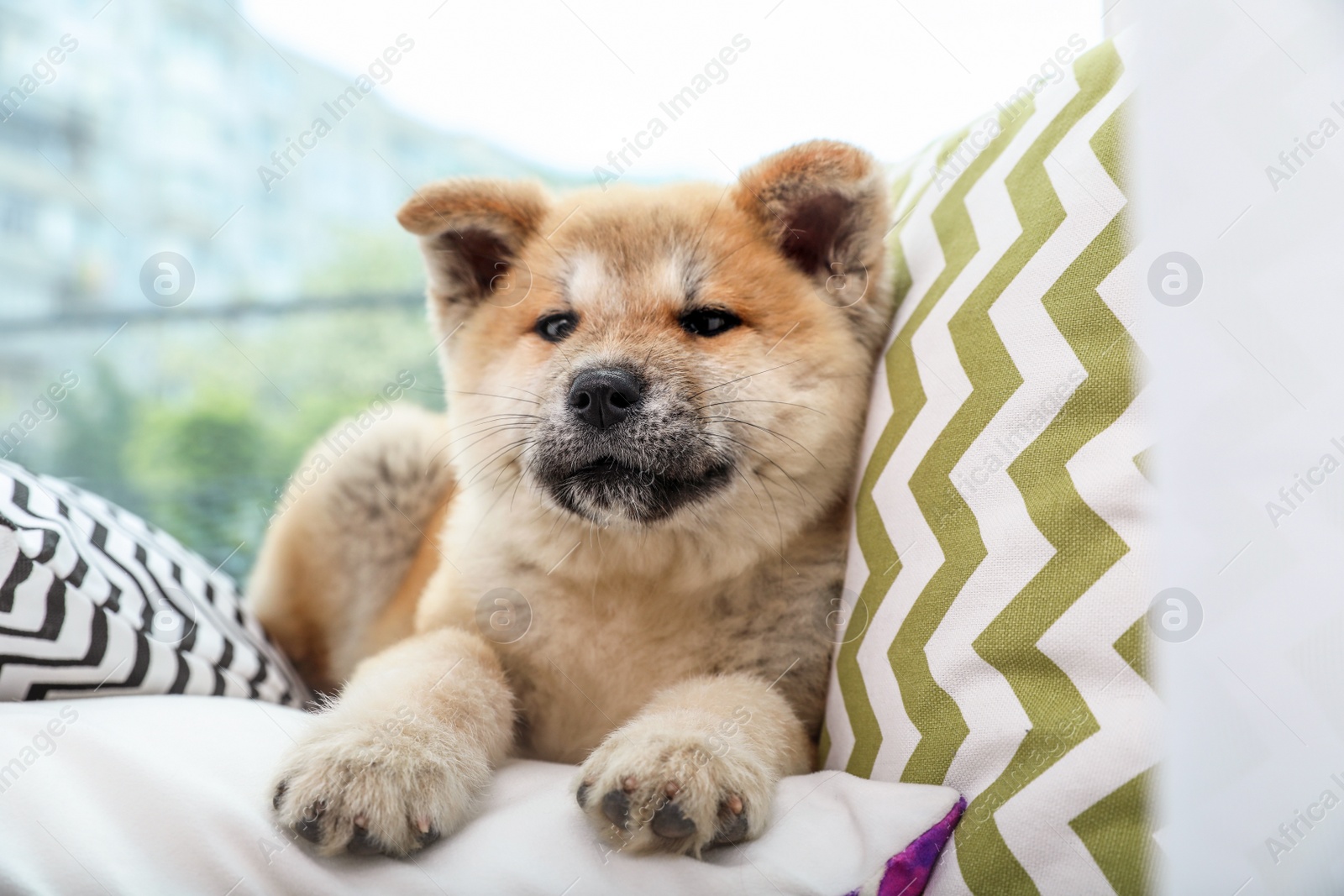 Photo of Adorable Akita Inu puppy looking into camera on pillows at home