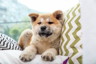 Photo of Adorable Akita Inu puppy looking into camera on pillows at home