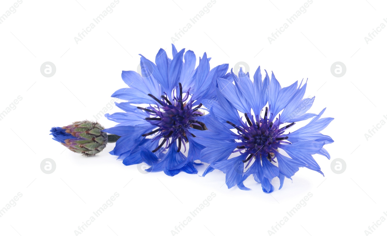 Photo of Beautiful light blue cornflowers isolated on white