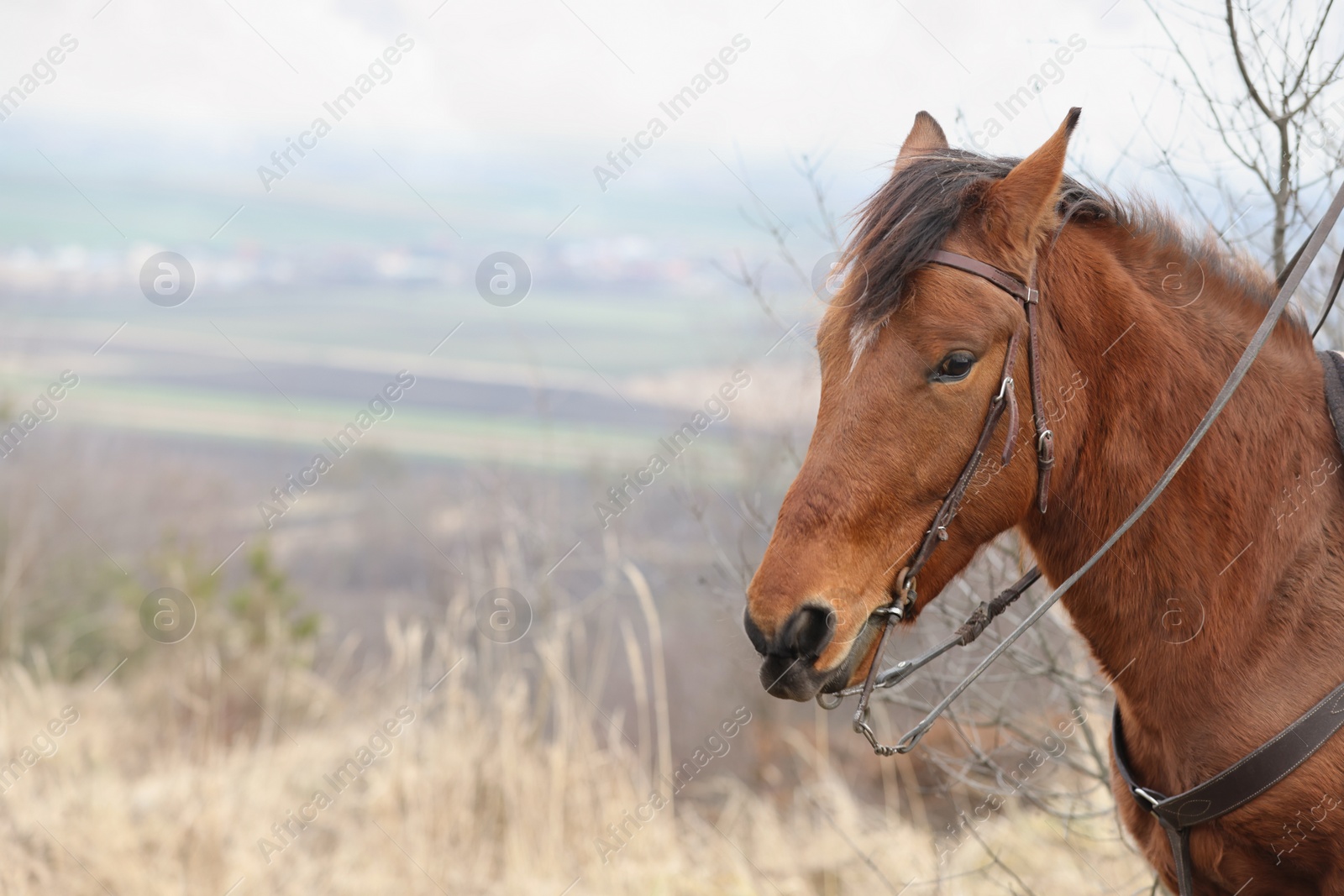 Photo of Adorable chestnut horse outdoors, space for text. Lovely domesticated pet