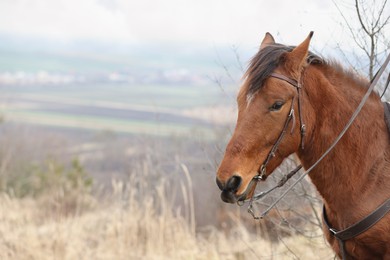 Photo of Adorable chestnut horse outdoors, space for text. Lovely domesticated pet