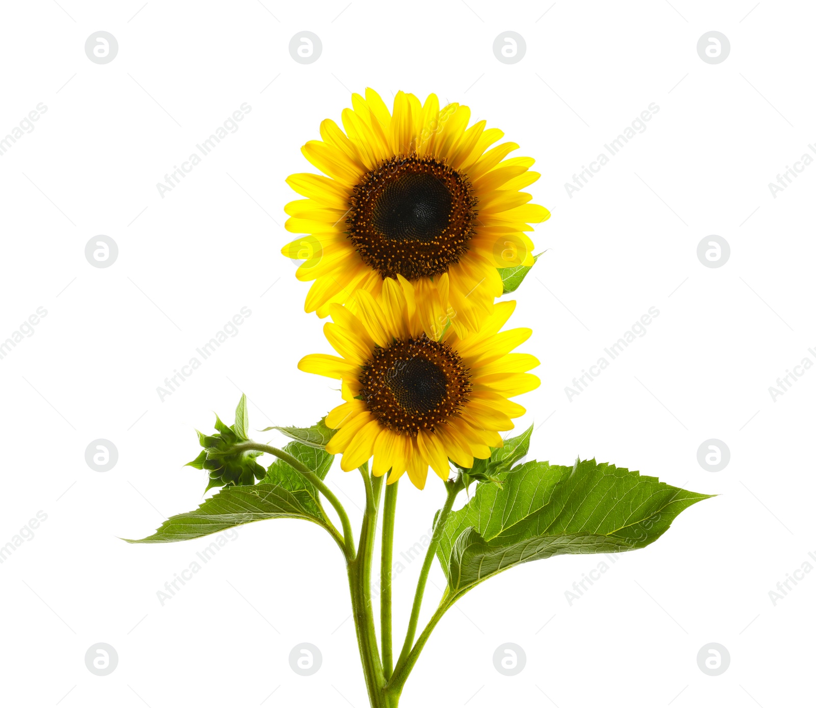 Photo of Beautiful bright yellow sunflowers on white background