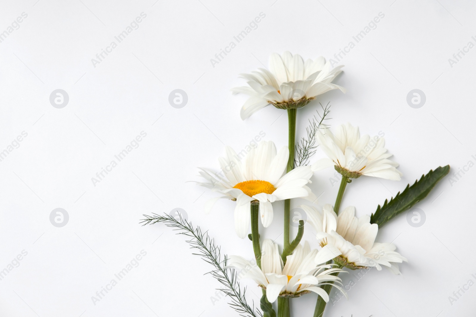 Photo of Beautiful chamomile flowers on white background