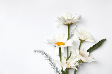 Photo of Beautiful chamomile flowers on white background