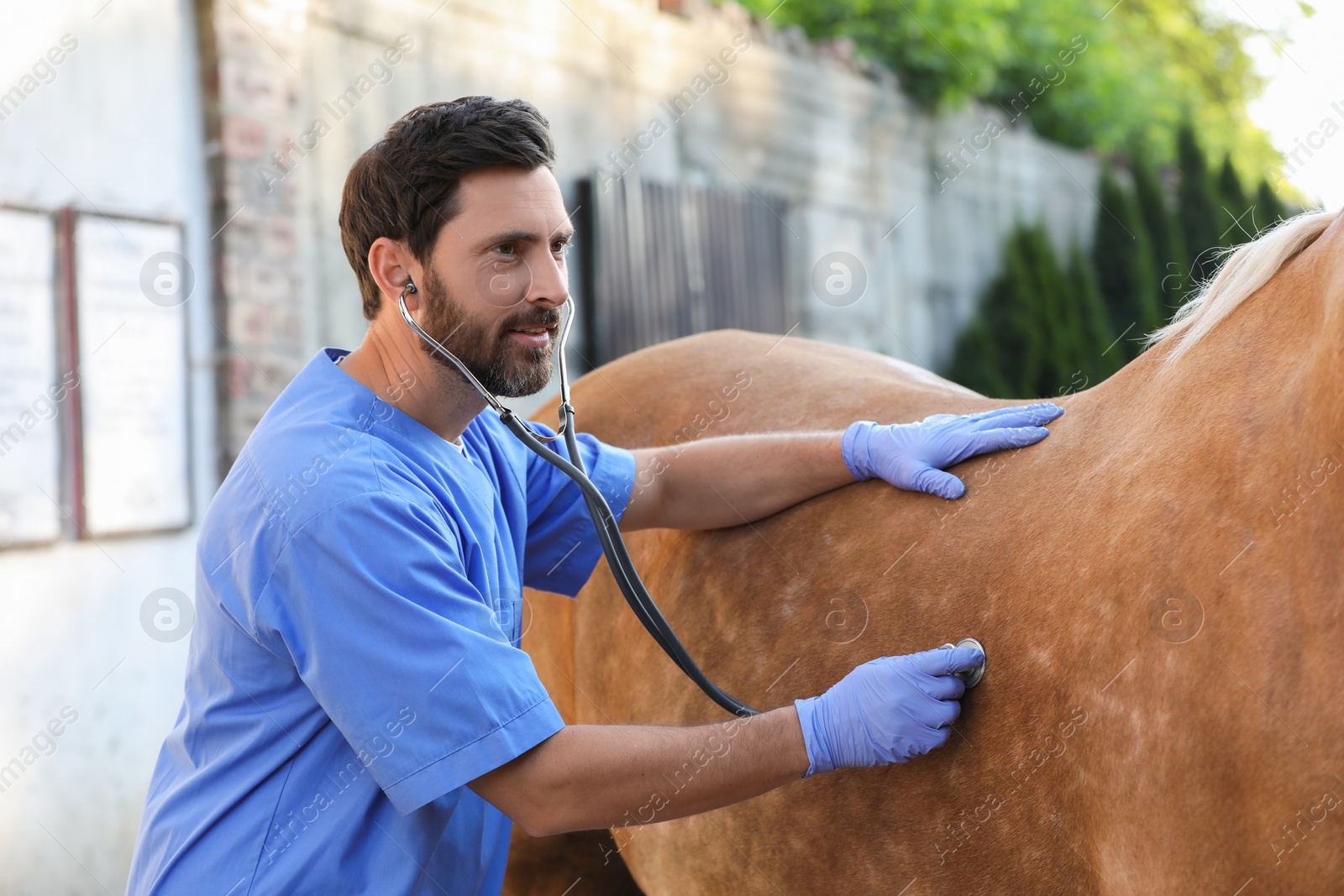 Photo of Veterinarian listening to horse with stethoscope outdoors. Pet care