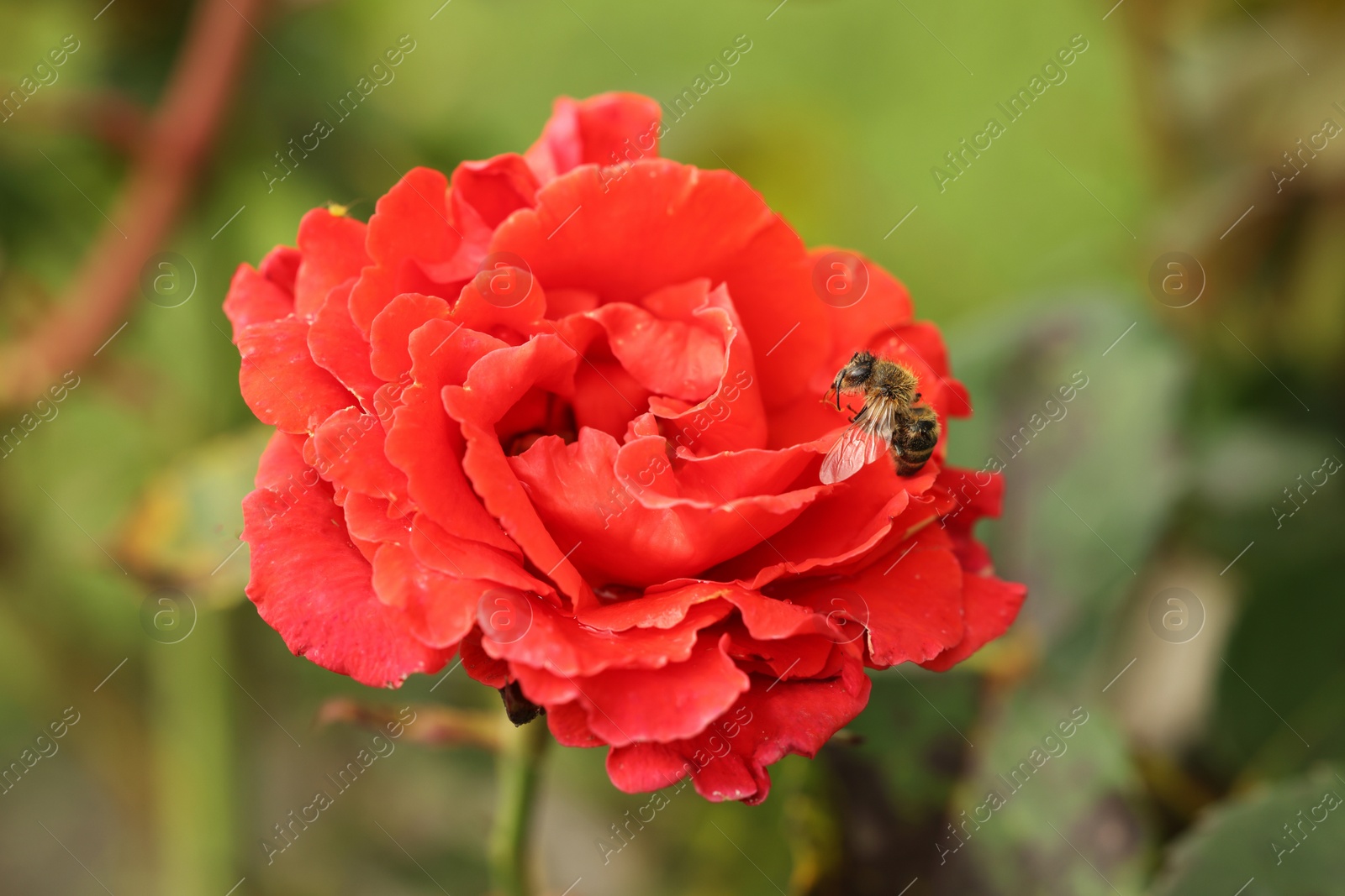 Photo of Honeybee collecting pollen from beautiful flower outdoors, closeup