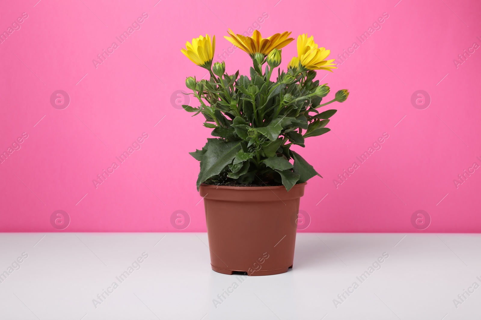 Photo of Beautiful potted yellow chrysanthemum flowers on white table against pink background