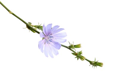 Photo of Beautiful blooming chicory flower isolated on white