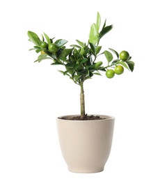 Pot with Calamondin home plant on white background