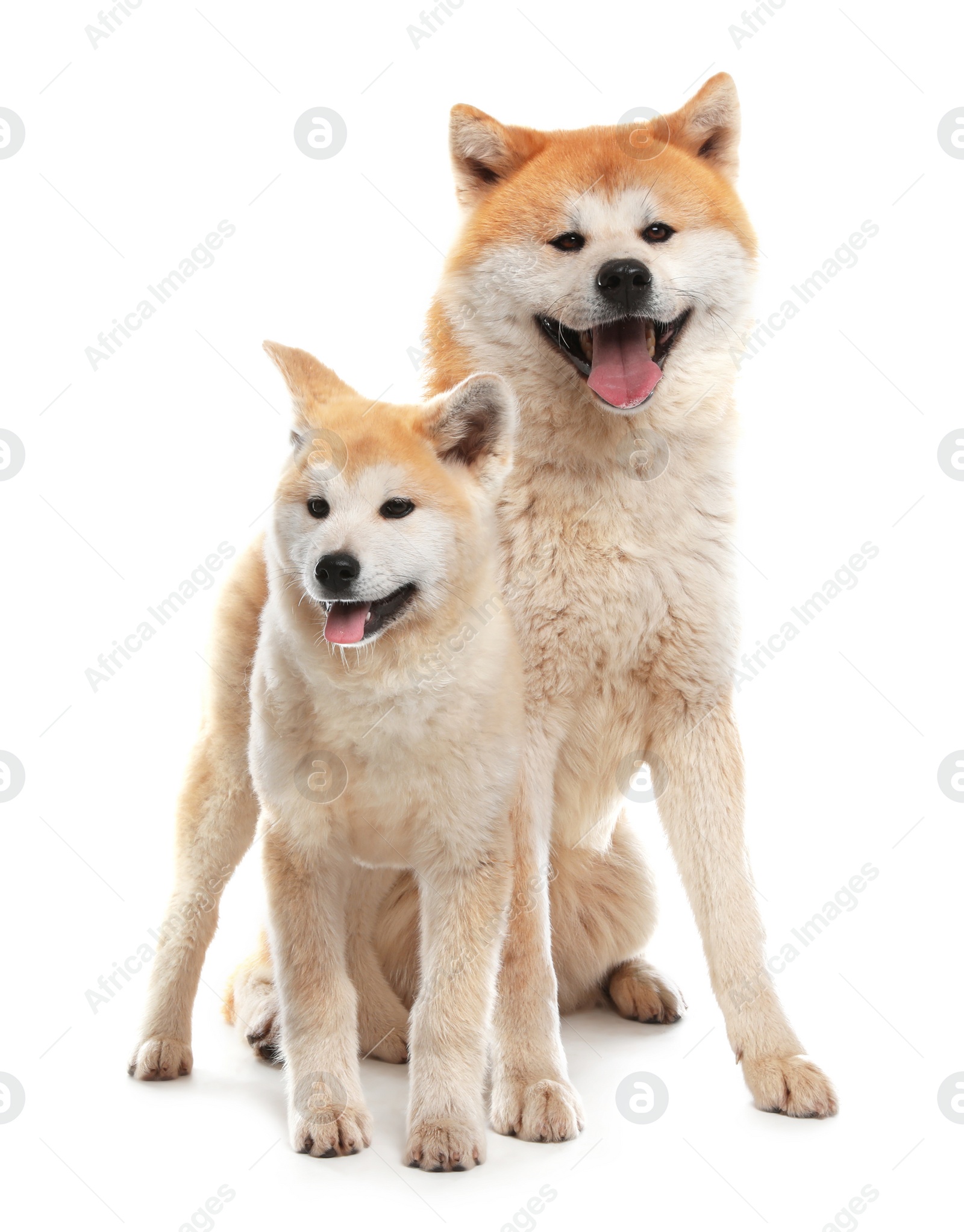 Photo of Adorable Akita Inu dog and puppy isolated on white