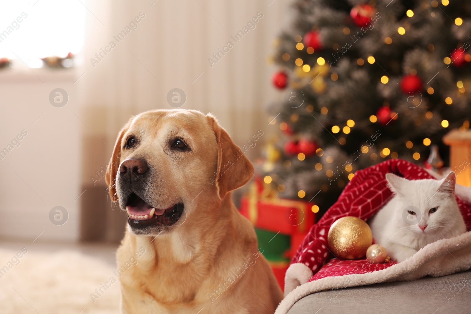 Photo of Adorable dog and cat together at room decorated for Christmas. Cute pets