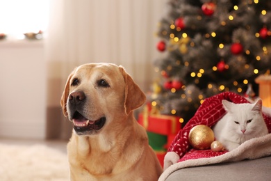 Photo of Adorable dog and cat together at room decorated for Christmas. Cute pets