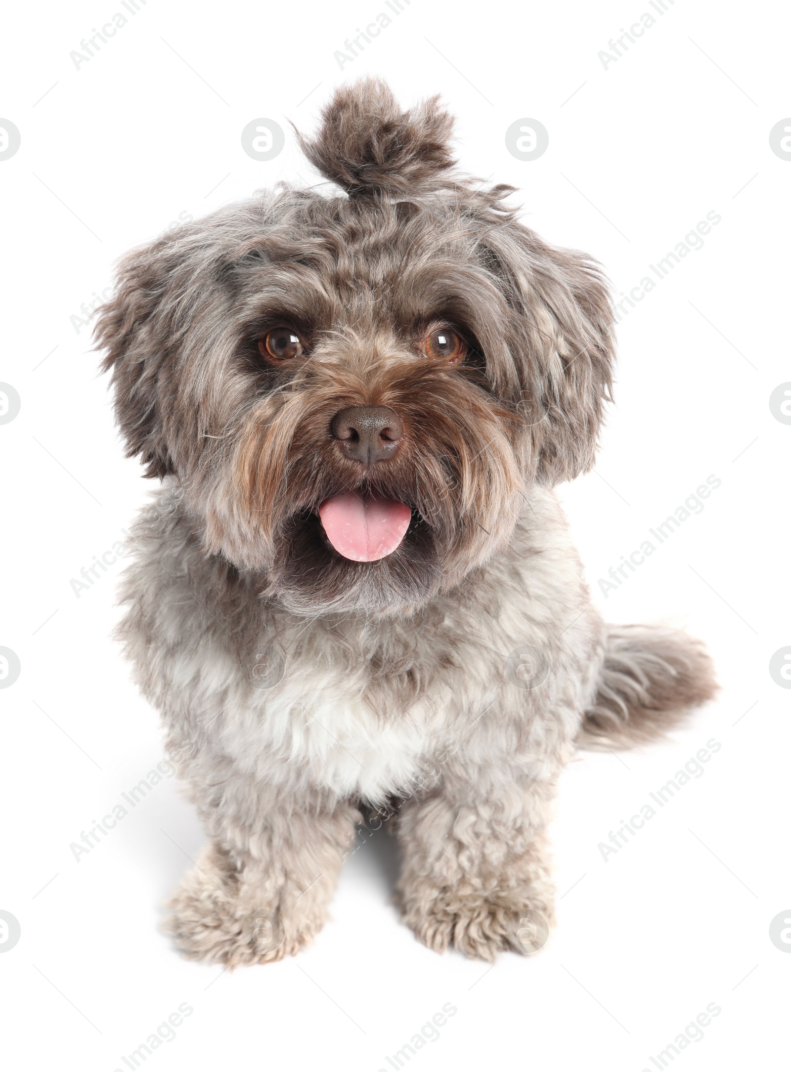 Photo of Cute Maltipoo dog on white background. Lovely pet