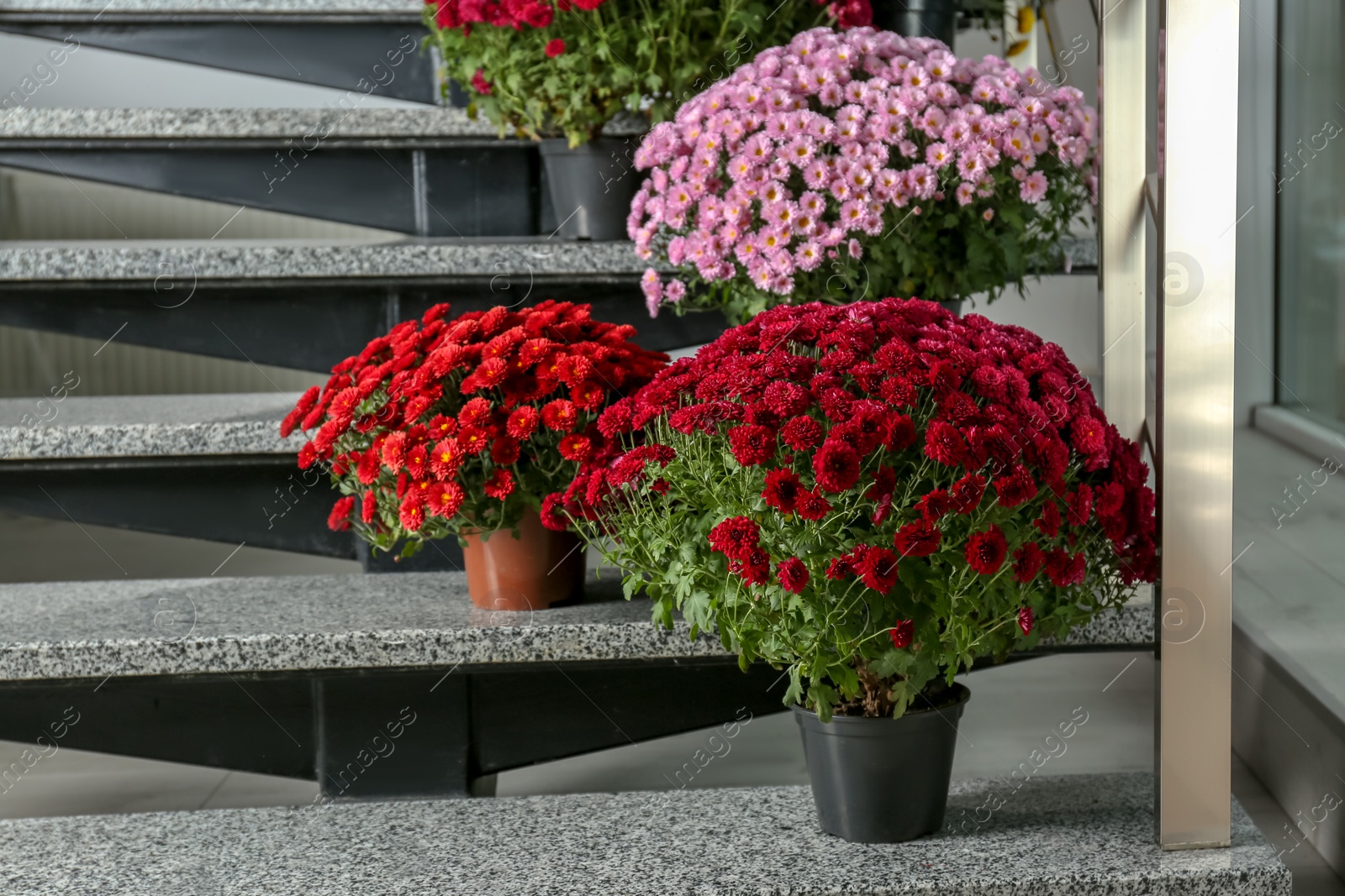 Photo of Beautiful composition with chrysanthemum flowers on stone stairs indoors