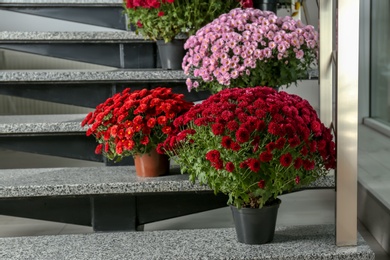 Photo of Beautiful composition with chrysanthemum flowers on stone stairs indoors