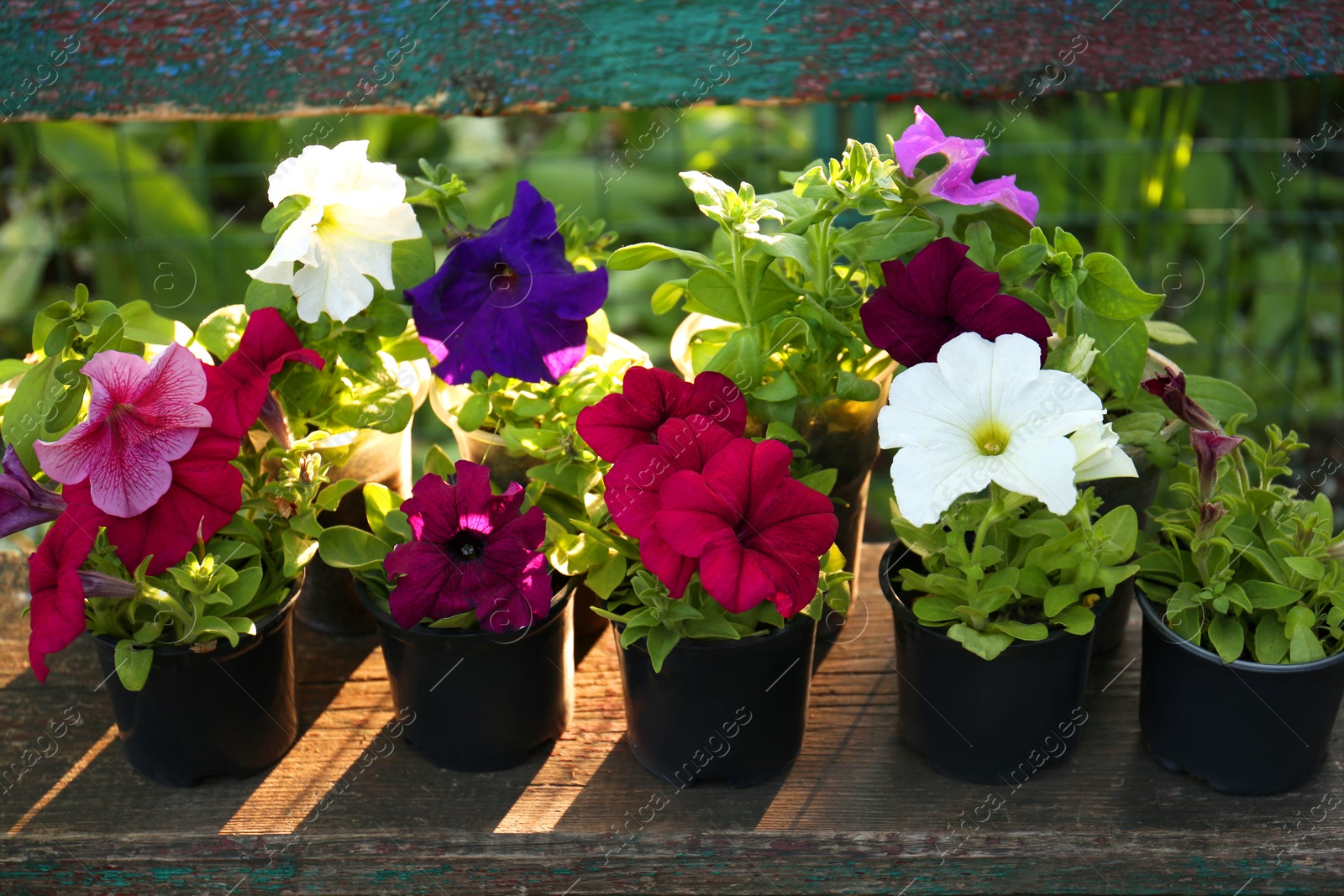 Photo of Beautiful petunia flowers in plant pots outdoors