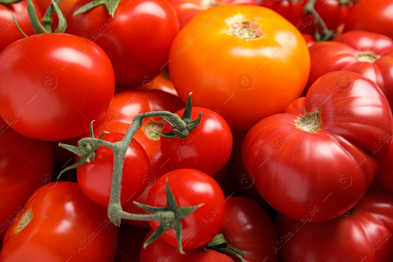 Photo of Many different ripe tomatoes as background, closeup