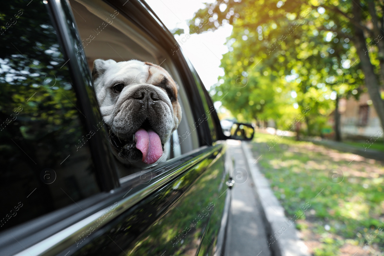 Photo of Funny English bulldog looking out of car window