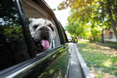 Photo of Funny English bulldog looking out of car window