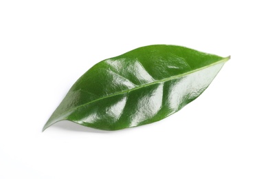 Photo of Fresh green coffee leaf isolated on white