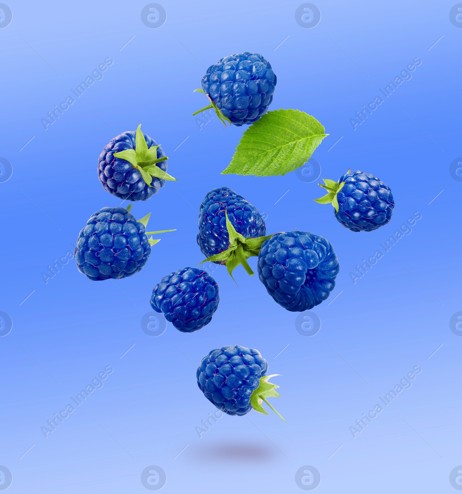 Image of Many fresh blue raspberries and green leaf falling on blue background