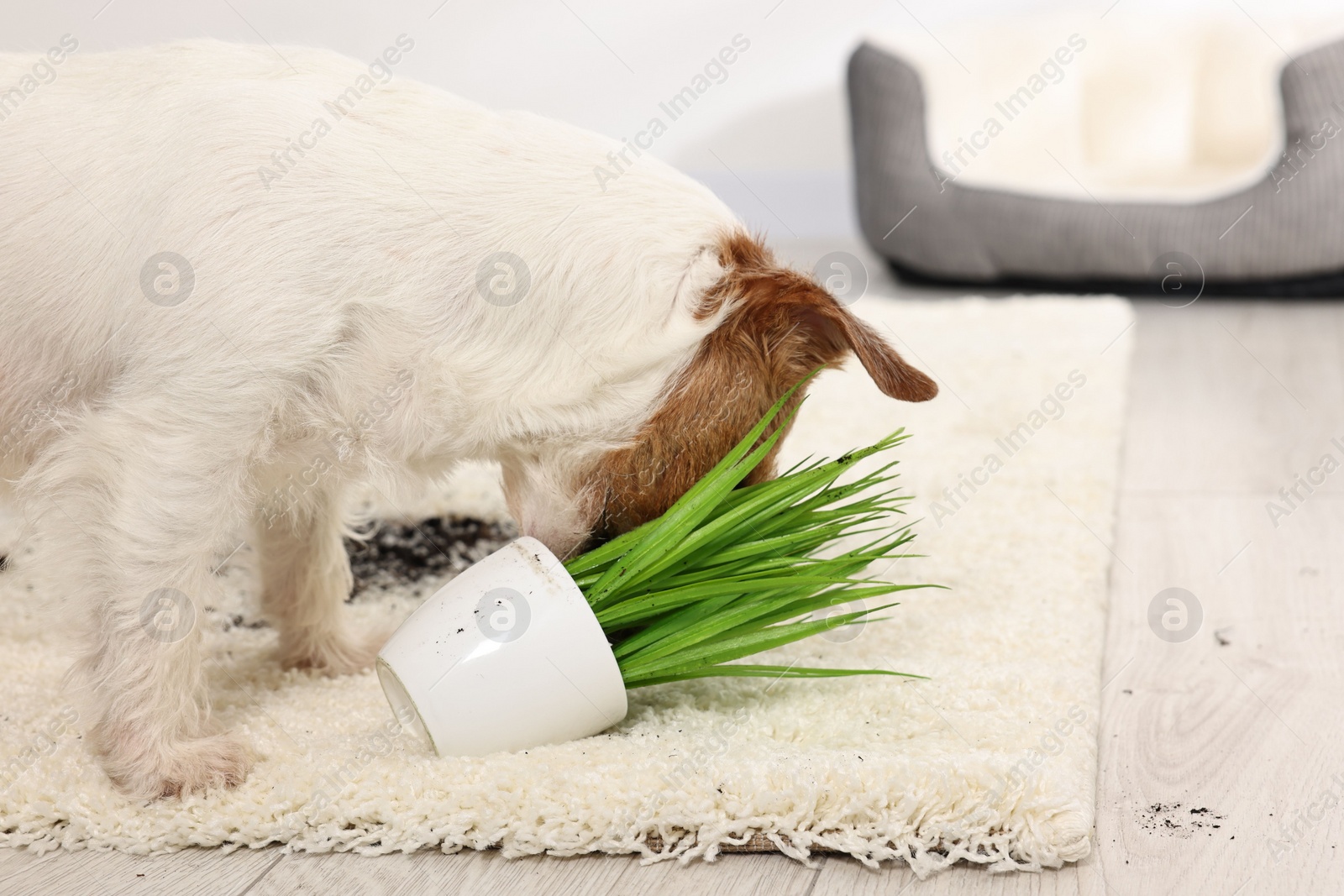 Photo of Cute dog near overturned houseplant on rug indoors