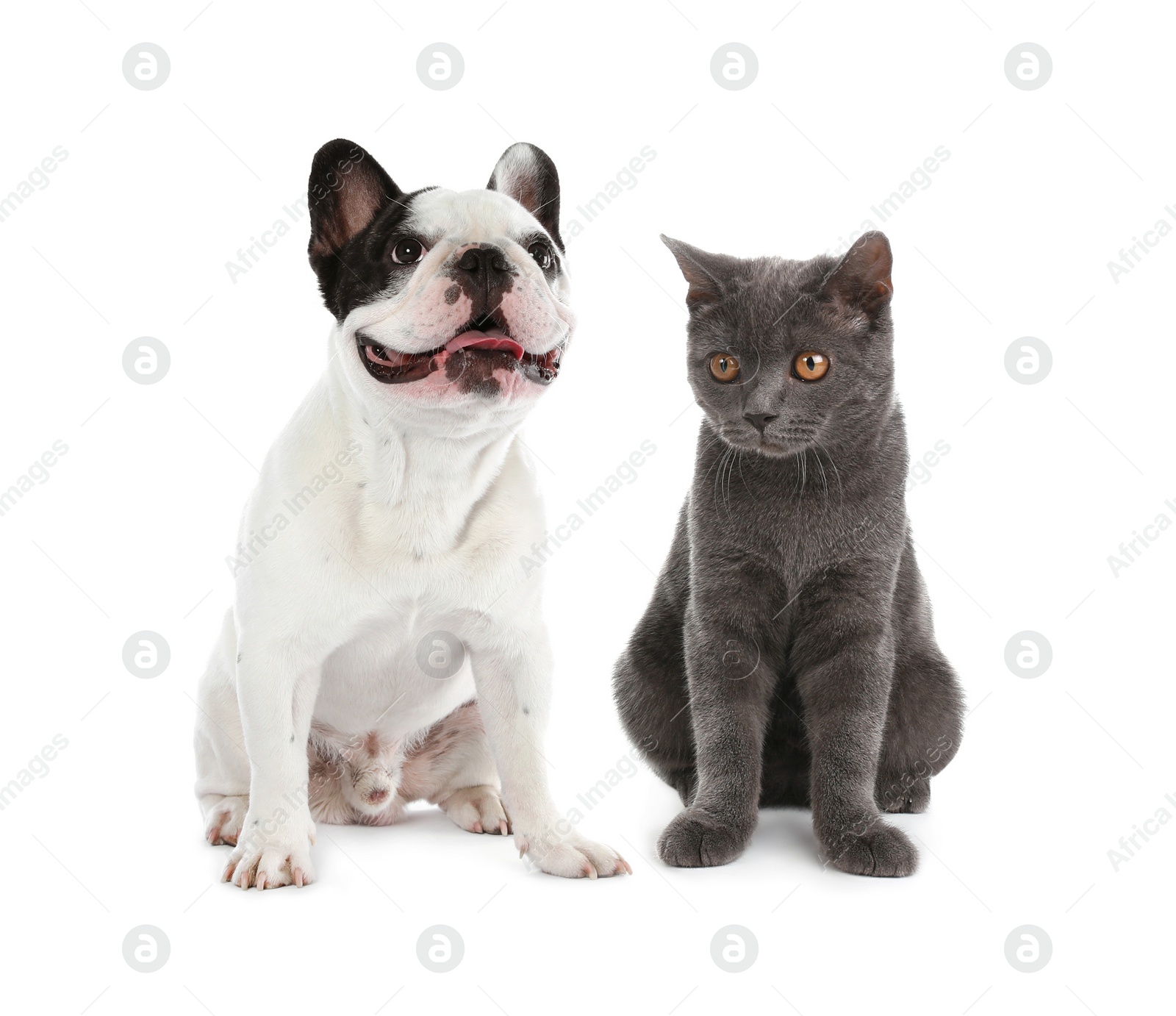 Image of Cute cat and dog on white background. Animal friendship