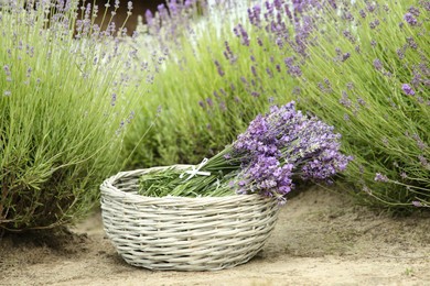 Photo of Wicker basket with beautiful lavender flowers in field