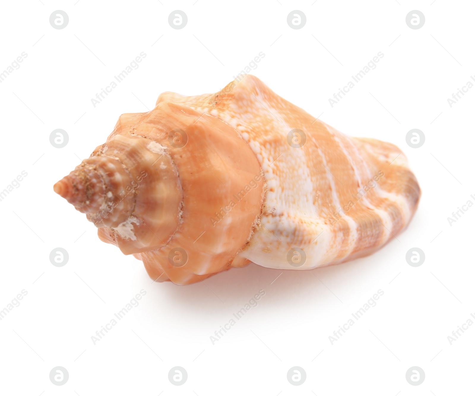 Photo of Beautiful seashell isolated on white. Beach object