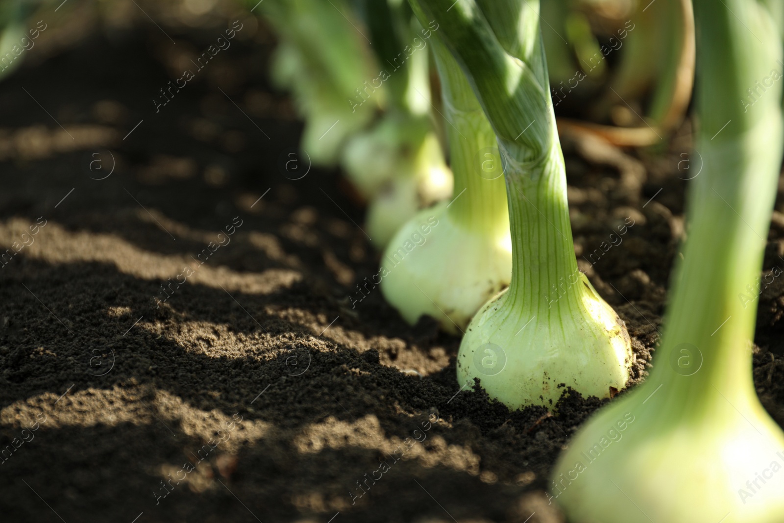 Photo of Green onions growing in field, closeup. Harvest season