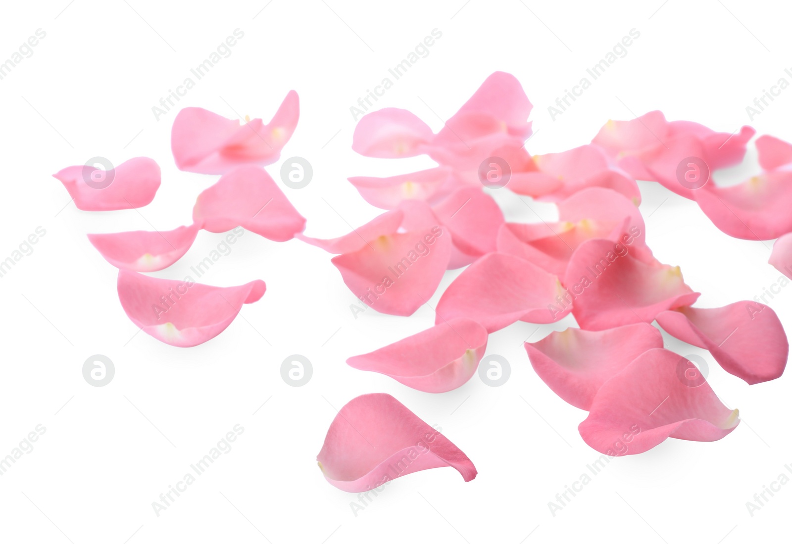 Photo of Beautiful pink rose flower petals on white background