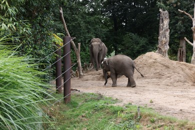 Photo of Pair of adorable elephants walking in zoological garden