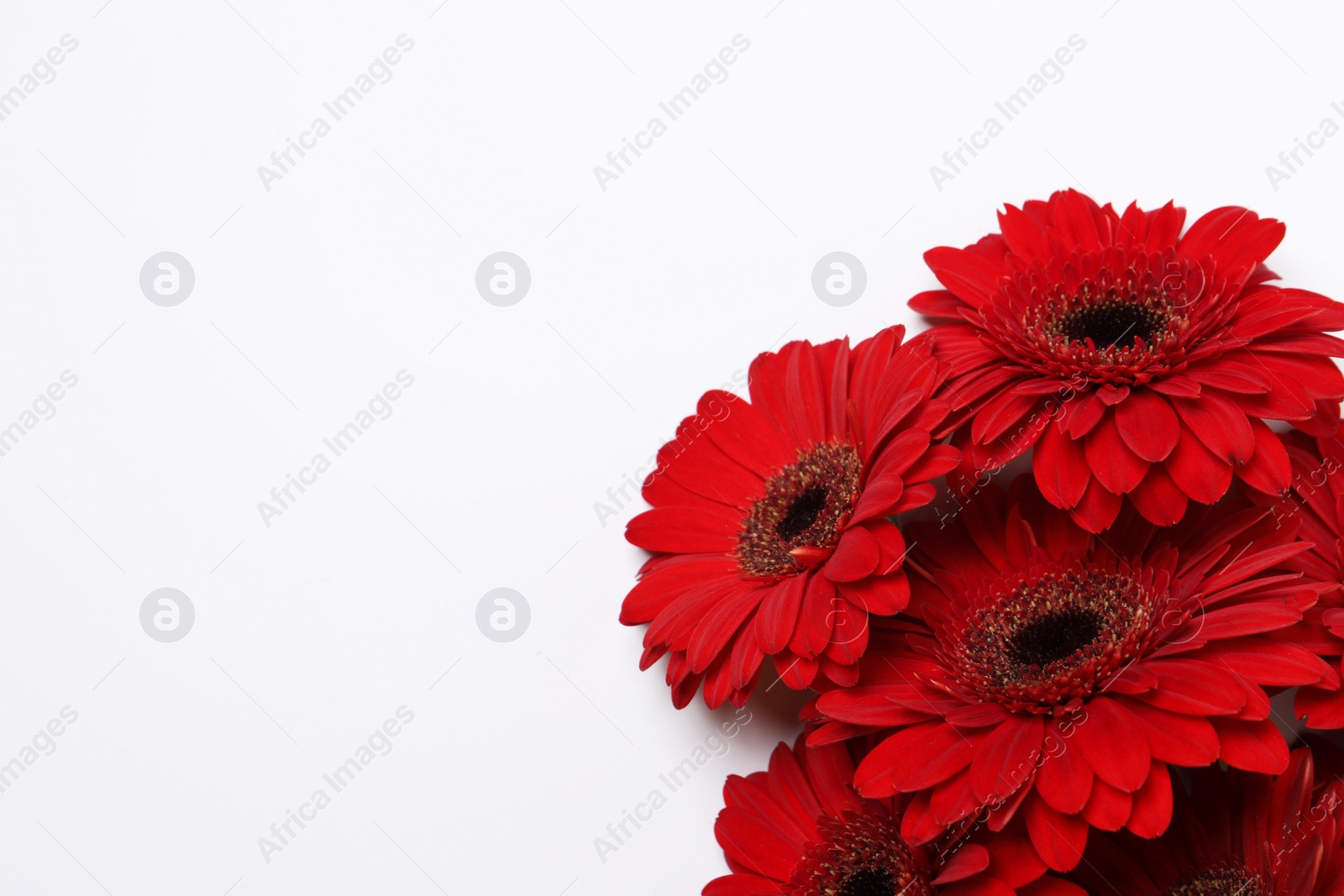 Photo of Beautiful bright red gerbera flowers on white background, top view