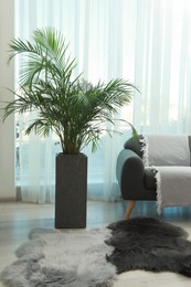 Beautiful green houseplant and comfortable sofa near window in living room. Interior design