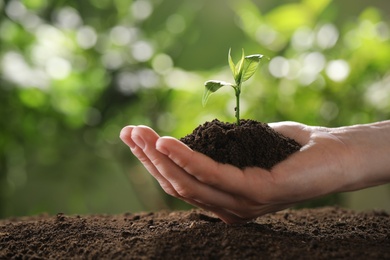 Woman holding young green seedling in soil against blurred background, closeup with space for text