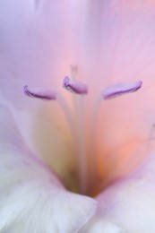 Photo of Beautiful lilac Gladiolus flower as background, macro view