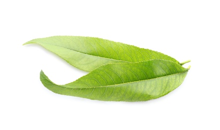 Photo of Fresh green peach leaves isolated on white