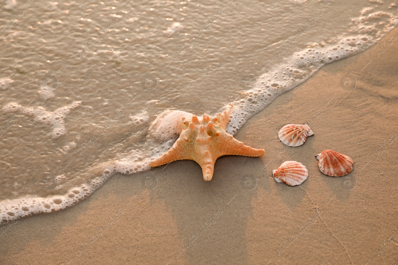 Photo of Wave rolling onto sandy beach with beautiful sea star and shells at sunset