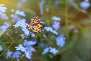 Image of Beautiful butterfly on forget-me-not flower in garden, closeup