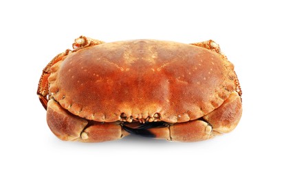 Photo of One delicious boiled crab isolated on white