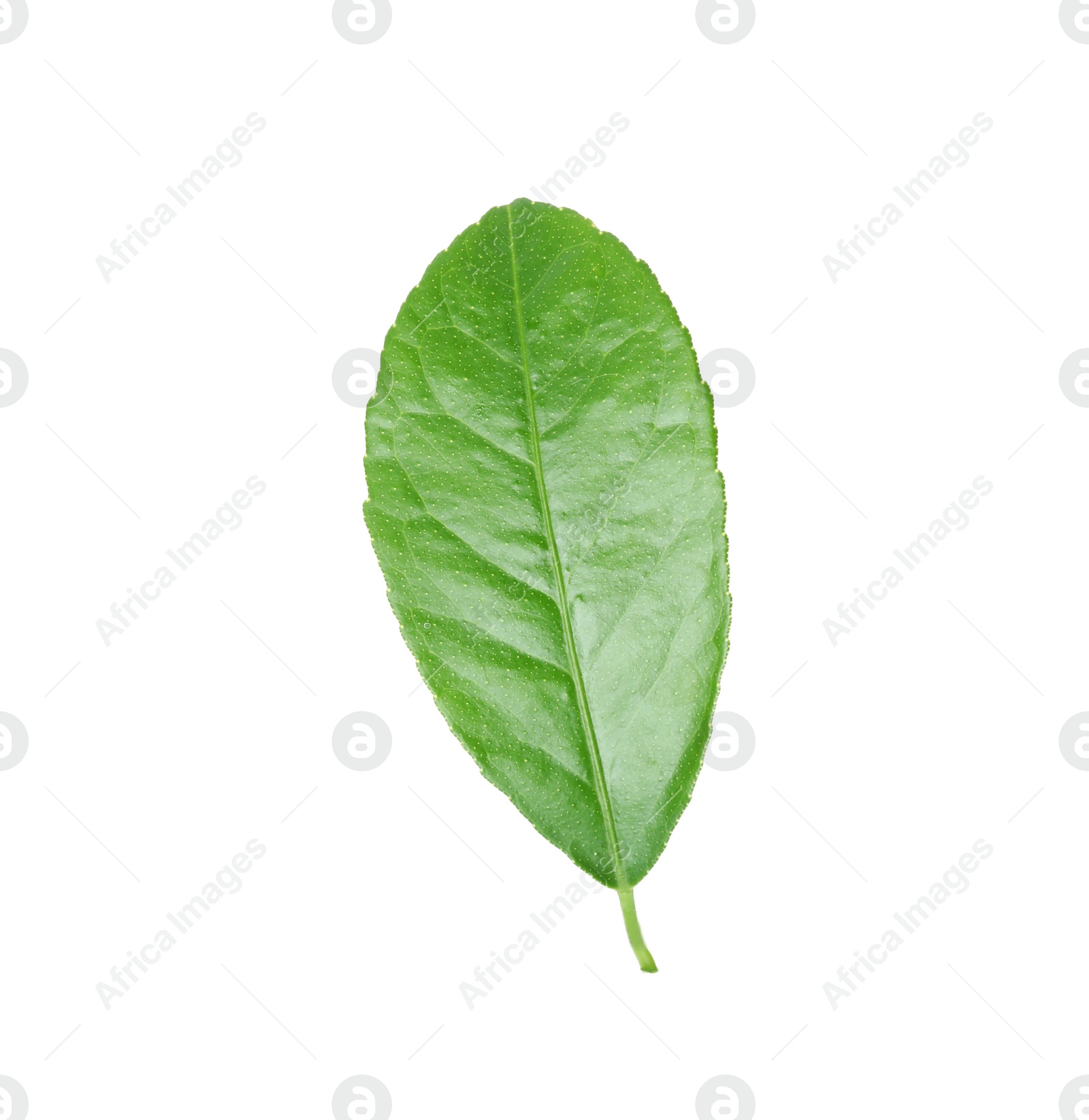 Photo of Fresh green citrus leaf on white background