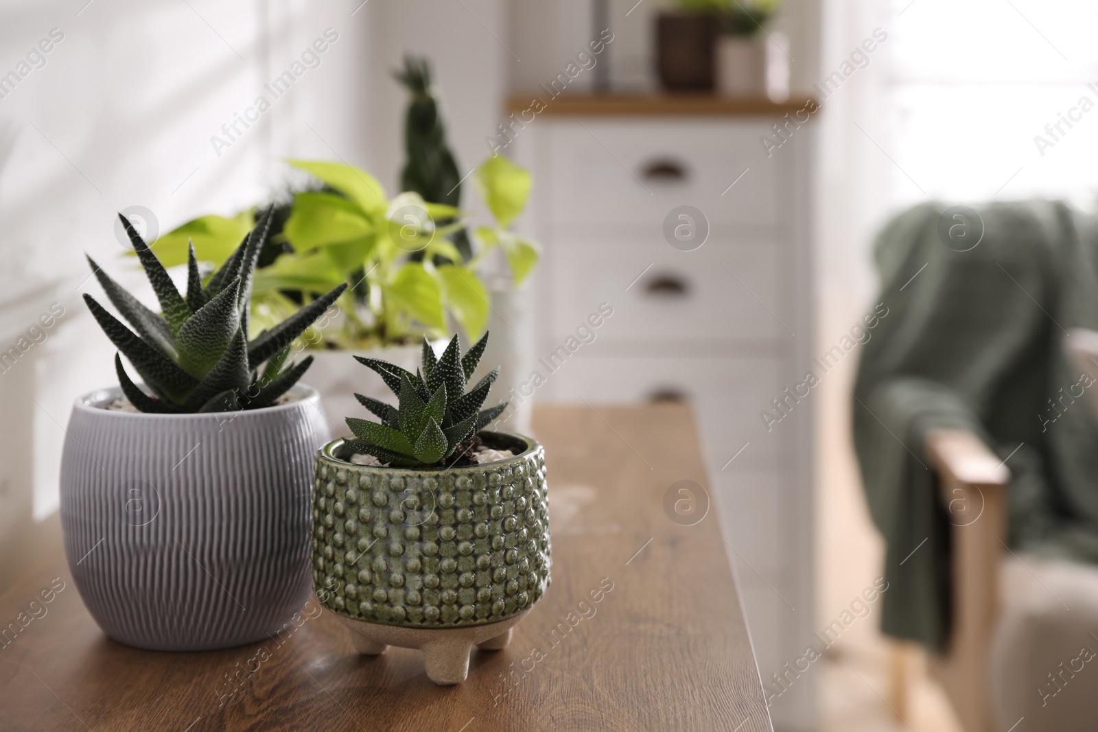 Photo of Beautiful potted plants on wooden table indoors, space for text. Floral house decor