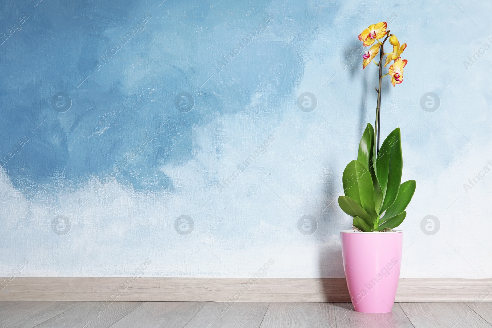 Photo of Beautiful tropical orchid flower in pot on floor near color wall. Space for text