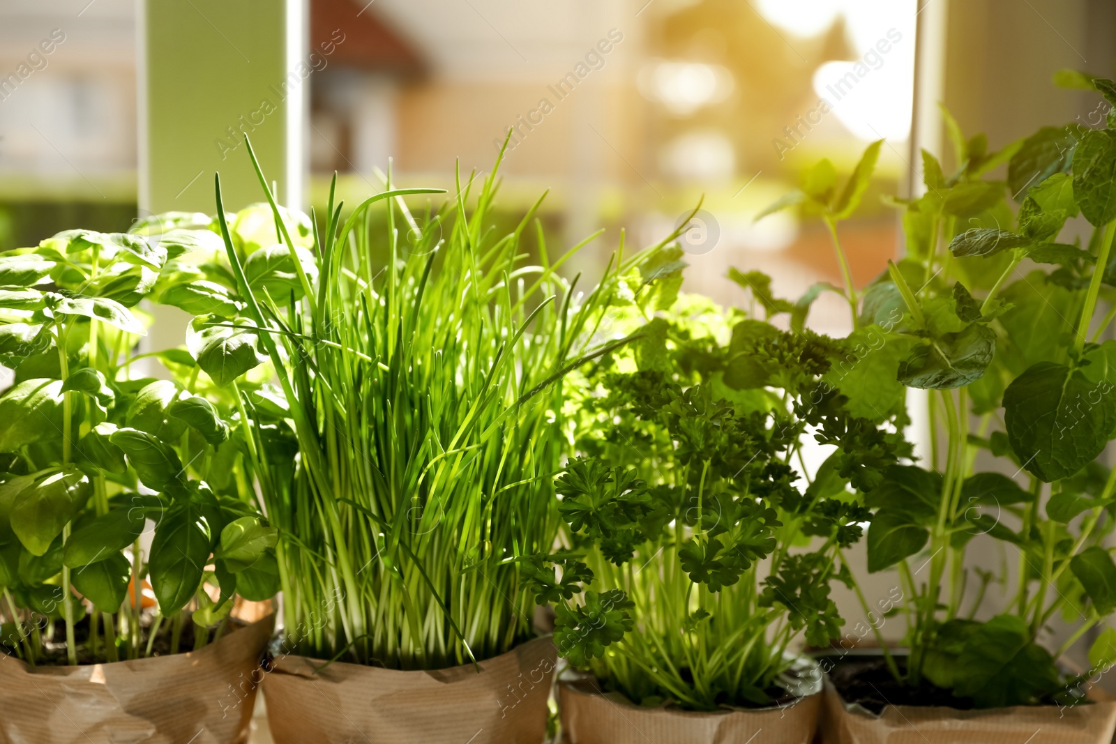 Photo of Different aromatic potted herbs near window indoors, closeup