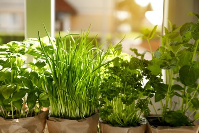 Different aromatic potted herbs near window indoors, closeup