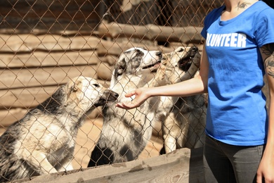 Woman near cage with homeless dogs in animal shelter, closeup. Concept of volunteering